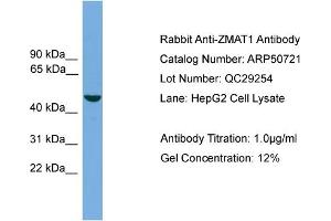 WB Suggested Anti-ZMAT1  Antibody Titration: 0. (ZMAT1 抗体  (Middle Region))