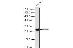Western blot analysis of extracts of HepG2 cells, using RBP4 antibody (ABIN7269951) at 1:1000 dilution. (RBP4 抗体)