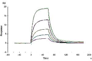 Surface Plasmon Resonance (SPR) image for Albumin (ALB) (AA 25-609) protein (His-Avi Tag,Biotin) (ABIN7273984)