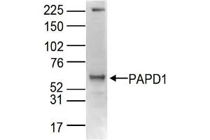 Western Blot of anti-PAPD1 antibody Western Blot results of Rabbit anti-PAPD1 antibody. (PAPD1 抗体  (C-Term))
