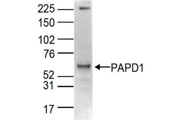PAPD1 抗体  (C-Term)