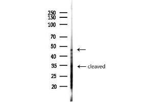 Western blot analysis of lysates from  cells(heat-shock,45 min treatment), using Caspase 2 Antibody at 1/1000 dilution.