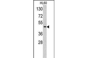 Western blot analysis of TBP antibody (C-term) (ABIN390630 and ABIN2840934) in HL60 cell line lysates (35 μg/lane). (TBP 抗体  (C-Term))