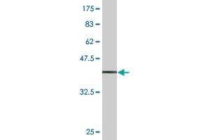 Western Blot detection against Immunogen (34. (CDC5L 抗体  (AA 719-802))