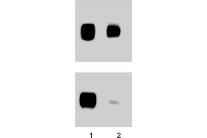 Western Blotting (WB) image for anti-PTK2 Protein tyrosine Kinase 2 (PTK2) (pTyr397) antibody (ABIN968644)