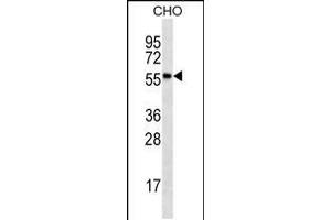 RPS6KL1 Antibody (ABIN659163 and ABIN2843777) western blot analysis in CHO cell line lysates (35 μg/lane). (RPS6KL1 抗体)