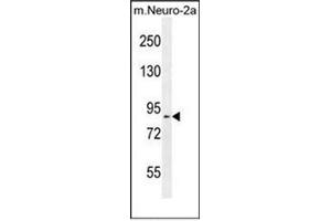 Western blot analysis of DDX11 Antibody (Center) in mouse Neuro-2a cell line lysates (35ug/lane). (DDX11 抗体  (Middle Region))