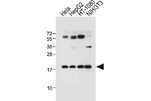 All lanes : Anti-G8c (M1LC3C)-M1 at 1:1000 dilution Lane 1: Hela whole cell lysate Lane 2: HepG2 whole cell lysate Lane 3: HT-1080 whole cell lysate Lane 4: NIH/3T3 whole cell lysate Lysates/proteins at 20 μg per lane. (MAP1LC3A 抗体  (N-Term))