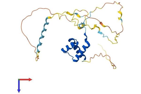 HOXB4 Protein (AA 1-251) (His tag)