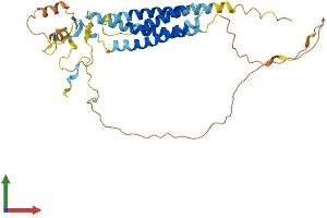 AlphaFold protein structure predicition of Human Recombinant TMEM255A Protein, UniprotID Q5JRV8