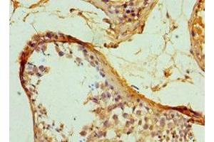 Immunohistochemistry of paraffin-embedded human testis tissue using ABIN7169354 at dilution of 1:100 (SERPINH1 抗体  (AA 139-418))
