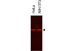Western Blot showing detection of alpha tubulin from HeLa and NIH/3T3. (DYKDDDDK Tag 抗体  (HRP))