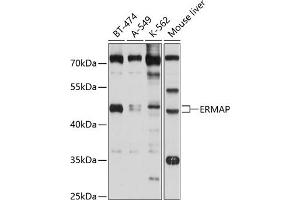Western blot analysis of extracts of various cell lines, using ERMAP antibody (ABIN6131614, ABIN6140291, ABIN6140292 and ABIN6214673) at 1:1000 dilution. (ERMAP 抗体  (AA 30-155))