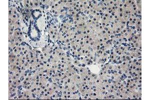 Immunohistochemical staining of paraffin-embedded Human pancreas tissue using anti-EIF4E mouse monoclonal antibody. (EIF4E 抗体)