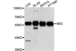 Western blot analysis of extracts of various cell lines, using ME2 antibody (ABIN5996144) at 1/1000 dilution. (NAD-ME 抗体)