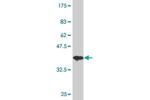 Western Blot detection against Immunogen (37. (HDAC3 抗体  (AA 319-428))