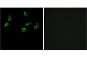 Immunofluorescence (IF) image for anti-Olfactory Receptor, Family 10, Subfamily S, Member 1 (OR10S1) (AA 213-262) antibody (ABIN2891114) (OR10S1 抗体  (AA 213-262))