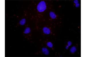 Proximity Ligation Analysis of protein-protein interactions between HGF and MET. (c-MET 抗体  (AA 1-1390))