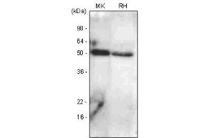Western Blotting (WB) image for anti-Bone Morphogenetic Protein 7 (BMP7) antibody (ABIN377193) (BMP7 抗体)