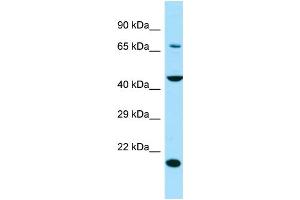 WB Suggested Anti-SLC13A4 Antibody Titration: 1.