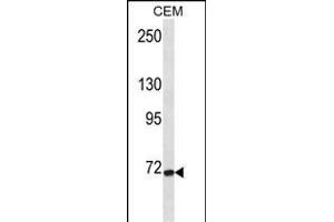 FZD3 Antibody (C-term) (ABIN1537409 and ABIN2850121) western blot analysis in CEM cell line lysates (35 μg/lane). (FZD3 抗体  (C-Term))