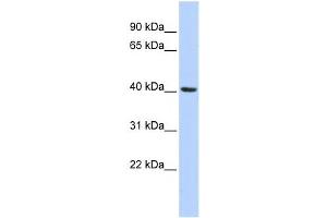 Western Blotting (WB) image for anti-Insulin Induced Gene 1 (INSIG1) antibody (ABIN2458473) (INSIG1 抗体)