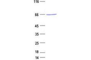 Validation with Western Blot (PROX2 Protein (His tag))