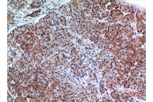 Immunohistochemistry (IHC) analysis of paraffin-embedded Human Pancreas, antibody was diluted at 1:100. (LILRA1 抗体  (N-Term))