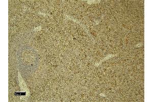 Immunohistochemistry (IHC) image for anti-Complement Component 5a Receptor 1 (C5AR1) (C-Term) antibody (ABIN5539670)