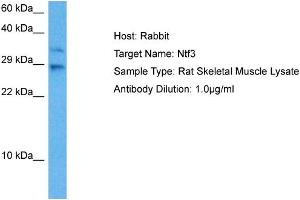 Host: Rat Target Name: NTF3 Sample Tissue: Rat Skeletal Muscle Antibody Dilution: 1ug/ml (Neurotrophin 3 抗体  (N-Term))