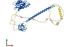 AlphaFold protein structure predicition of Human Recombinant DBNL Protein, UniprotID Q9UJU6