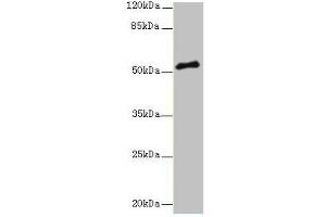 Western blot All lanes: PLXNA4 antibody at 3 μg/mL + A549 whole cell lysate Secondary Goat polyclonal to rabbit IgG at 1/10000 dilution Predicted band size: 213, 56, 59, 40 kDa Observed band size: 56 kDa (Plexin A4 抗体  (AA 24-522))