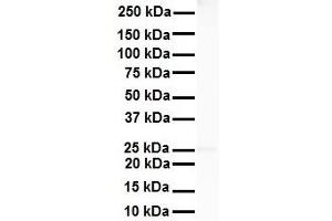 WB Suggested Anti-RNF2 antibody Titration: 1 ug/mL Sample Type: Human Heart (RNF2 抗体  (Middle Region))