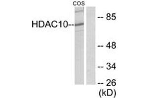 Western blot analysis of extracts from COS7 cells, using HDAC10 Antibody. (HDAC10 抗体  (AA 10-59))