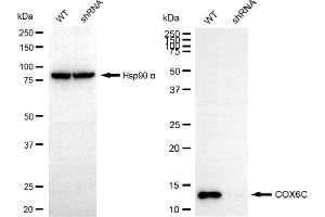 Western blotting analysis using COX6C antibody (ABIN7798249).