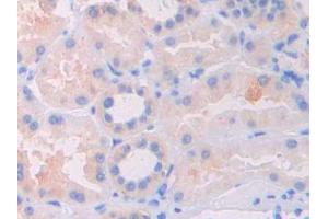 IHC-P analysis of Human Kidney Tissue, with DAB staining. (FIL1d 抗体  (AA 12-151))