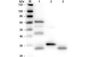 Western Blot of Anti-Chicken IgG (H&L) (RABBIT) Antibody. (兔 anti-小鸡 IgG Antibody (DyLight 680) - Preadsorbed)