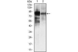 Western blot analysis using ALPL mouse mAb against HeLa (1), and NTERA-2 (4) cell lysate. (ALPL 抗体)