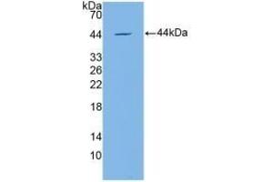 Detection of Recombinant APOC4, Mouse using Polyclonal Antibody to Apolipoprotein C4 (APOC4) (APOC4 抗体  (AA 28-124))