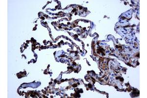 Image no. 1 for anti-Selenium Binding Protein 1 (SELENBP1) antibody (ABIN1500860) (SELENBP1 抗体)