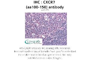 Image no. 1 for anti-Chemokine (C-X-C Motif) Receptor 7 (CXCR7) (AA 100-150) antibody (ABIN1733423) (CXCR7 抗体  (AA 100-150))