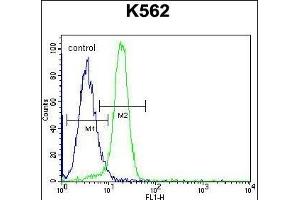 NLK- Antibody (Center) (ABIN652357 and ABIN2841643) flow cytometric analysis of K562 cells (right histogram) compared to a negative control cell (left histogram). (Nemo-Like Kinase 抗体  (AA 275-300))
