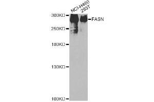 Western blot analysis of extracts of various cell lines, using FASN antibody. (Fatty Acid Synthase 抗体  (AA 2212-2511))
