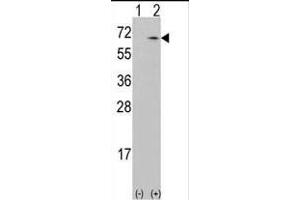 Western blot analysis of CKK1 (arrow) using rabbit polyclonal CKK1 Antibody (N-term) (ABIN392189 and ABIN2841895). (CAMKK1 抗体  (N-Term))