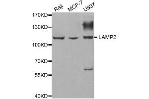 Western blot analysis of extracts of various cell lines, using LAMP2 antibody. (LAMP2 抗体)
