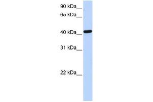 WB Suggested Anti-TARDBP Antibody Titration: 0.