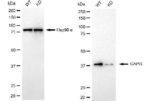 Western blotting analysis using CAPG antibody (ABIN7797864).