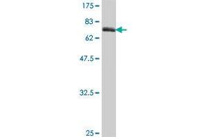 Western Blot detection against Immunogen (65. (SKAP2 抗体  (AA 1-359))