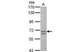 Image no. 2 for anti-Coiled-Coil Domain Containing 37 (CCDC37) (AA 1-141) antibody (ABIN1497123) (CCDC37 抗体  (AA 1-141))