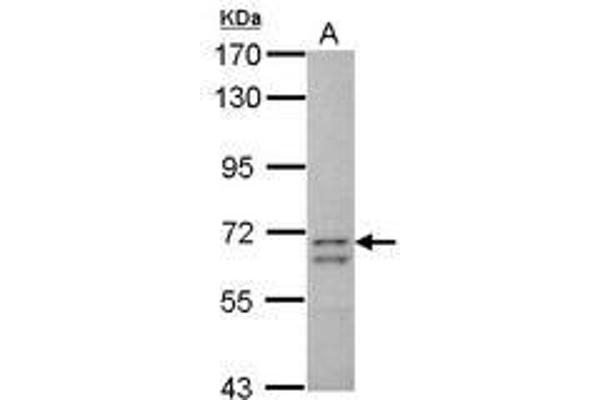 CCDC37 抗体  (AA 1-141)